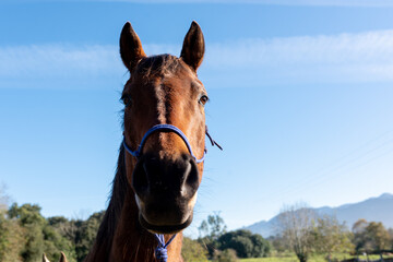 Obraz premium portrait of the head of a nice and gentle brown horse in the field on a sunny day with the blue sky in the background. pets concept.