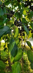 Branch with black fruits.