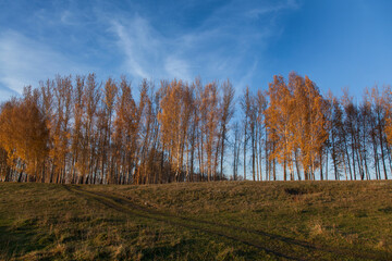 The road leading to the birch grove. Golden autumn. Evening light.