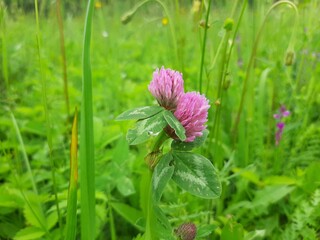 pink flower in the grass