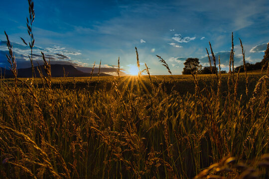 wheat cor  field at golden sunset