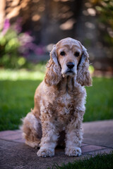 Cocker Spaniel dog