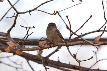 sparrow on branch