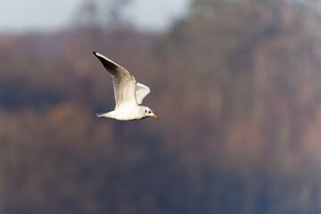 Black-headed gull (Chroicocephalus ridibundus) is a small gull, breeds in much of the Palearctic including Europe and in coastal Canada, flying white bird on the autumn color background