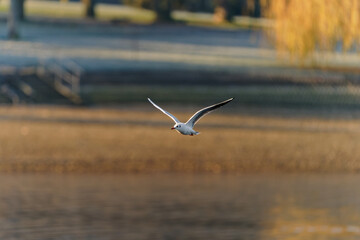 Black-headed gull (Chroicocephalus ridibundus) is a small gull, breeds in much of the Palearctic including Europe and in coastal Canada, flying white bird on the autumn color background