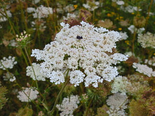 Wildflower (Daucus azoricus)