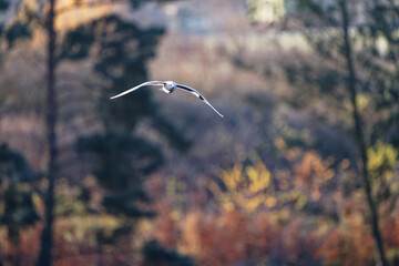 Black-headed gull (Chroicocephalus ridibundus) is a small gull, breeds in much of the Palearctic including Europe and in coastal Canada, flying white bird on the autumn color background