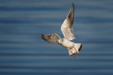 Black-headed gull (Chroicocephalus ridibundus) is a small gull, breeds in much of the Palearctic including Europe and in coastal Canada, flying white bird on the autumn color background