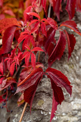 Autumn Fall red Vine Leaves