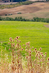 Val d'Orcia