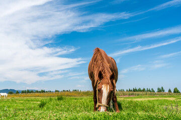 horse in the meadow