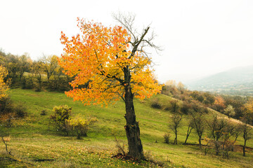Fototapeta na wymiar Beautiful autumn landscape with lone tree stands in a green field. Nature in Europe. Amazing place for travel.