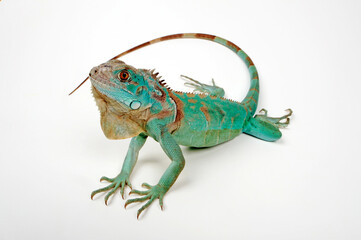 Grüner Leguan, blaue Farbvariante // Green iguana, blue colour morph (Iguana iguana) - obrazy, fototapety, plakaty