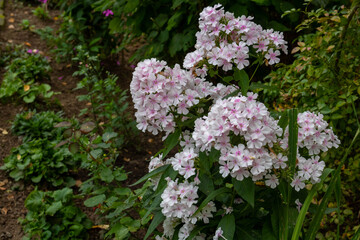 Delicate beautiful Phlox bloomed in a flower bed in the city Park