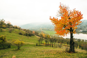 Beautiful autumn landscape with lone tree stands in a green field. Nature in Europe. Amazing place for travel.