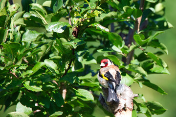 European goldfinch looks behind his back