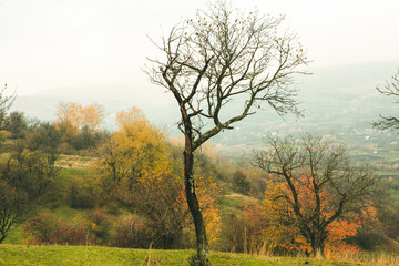 Fototapeta premium Beautiful autumn landscape with lone tree stands in a green field. Nature in Europe. Amazing place for travel.