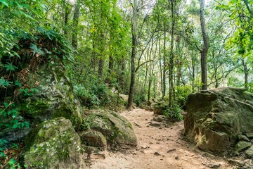 Magic forest sunny day