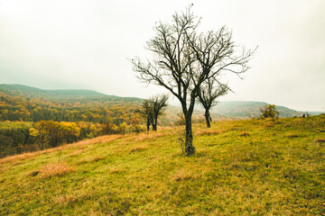 Beautiful autumn landscape with lone tree stands in a green field. Nature in Europe. Amazing place for travel.