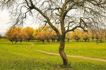Beautiful autumn landscape with lone tree stands in a green field. Nature in Europe. Amazing place for travel.