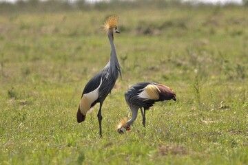 Crane pair at the park