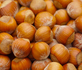 A lot of tasty Hazelnuts