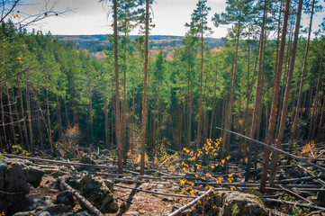forest in the forest