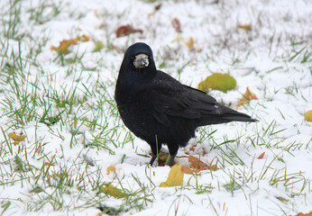 crow in a snowy park
