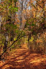 autumn in the forest