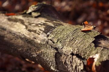 The fallen trunk in autumn's morning sun
