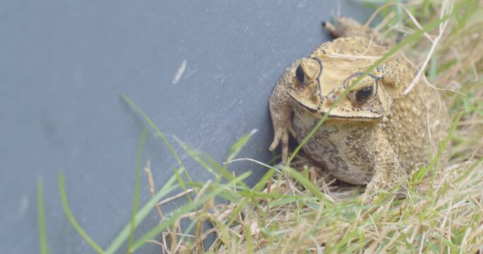 Portrait of Asian common toad on meadow grass and looking at camera, a common animal species of Southeast Asia