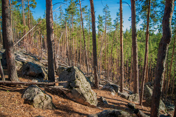 tree in the forest
