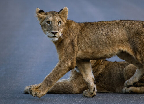 A Young Lion Cub Walking On The Tar Road, Kruger National Park. 