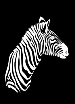 Vector portrait of zebra isolated on black background, engraved illustration