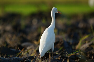 Cattle Egret is looking for food in the fields