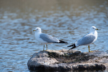 bookend gulls