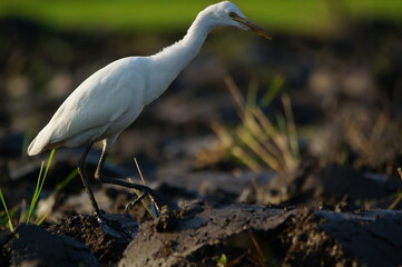 Cattle Egret is looking for food in the fields