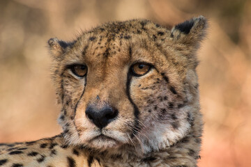 A close-up of a cheetah's face, Zimanga Private Game Reserve.