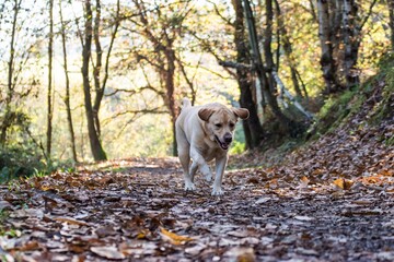 Disfrutando del bosque en el otoño 