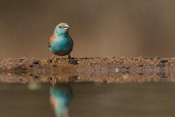 Low angle of a Blue waxbill sitting at the edge of the waterhole, Zimanga Private Game Reserve.