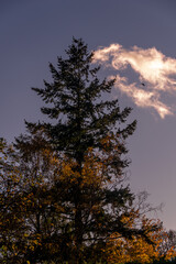 Fototapeta premium Pine tree in the late afternoon glow