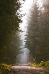 Path through a pine forest on misty autumn day.
