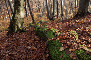 The fallen mossy trunk in autumn's beech forest