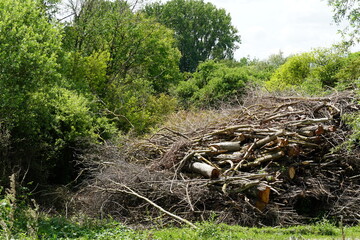 Dry branches of trees arranged on a pile among deciduous trees with lush green foliage. 