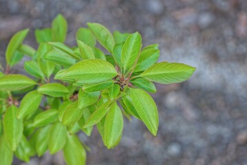 thin branch of a wild tree with small green leaves on a gray background in the forest