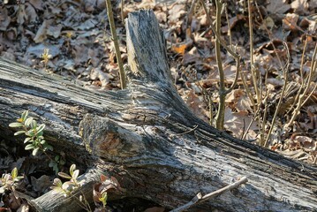 gray dry old log of a tree lies among brown and green vegetation in an autumn forest