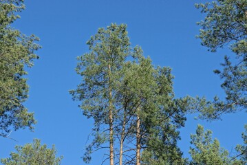 the tops of green pine conifers in the forest against a blue sky on a sunny day