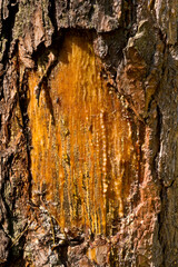 Damaged trunk of a pine with resin