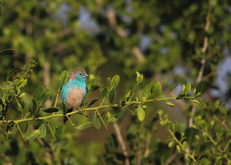 Blue Waxbill sitting on a green twig, Greater Kruger. 