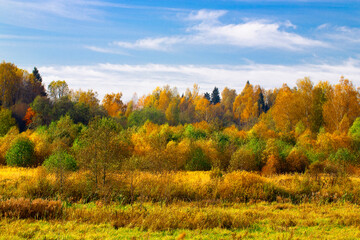 Autumn landscape. Golden autumn in the forest. Yellow orange trees on the field in September. The Russian expanse.